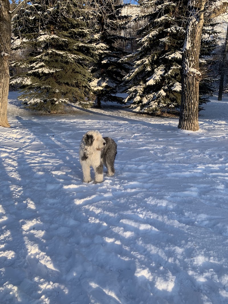 Roxboro & Erlton Offleash Dog Park dog park in Calgary, Alberta