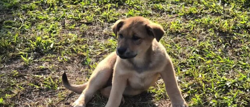 Southwood Dog Park dog park in Calgary, Alberta