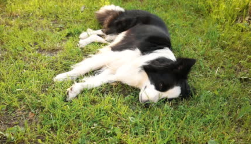 Hidden Valley Area 2 Off Leash Dog Park dog park in Calgary, Alberta