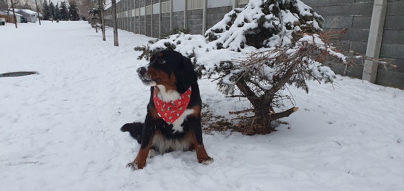 Acadia Off Leash Area dog park in Calgary, Alberta