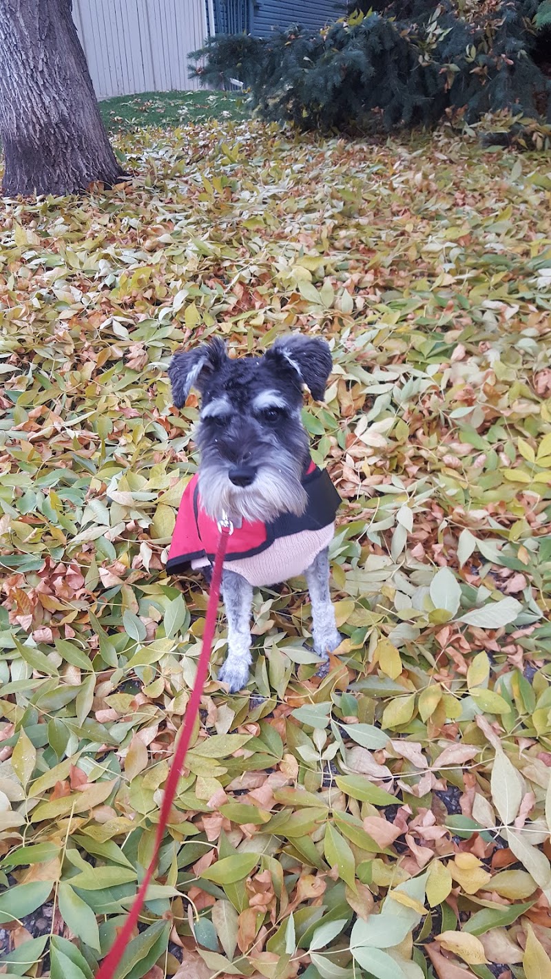 Queensland Off Leash Area dog park in Calgary, Alberta