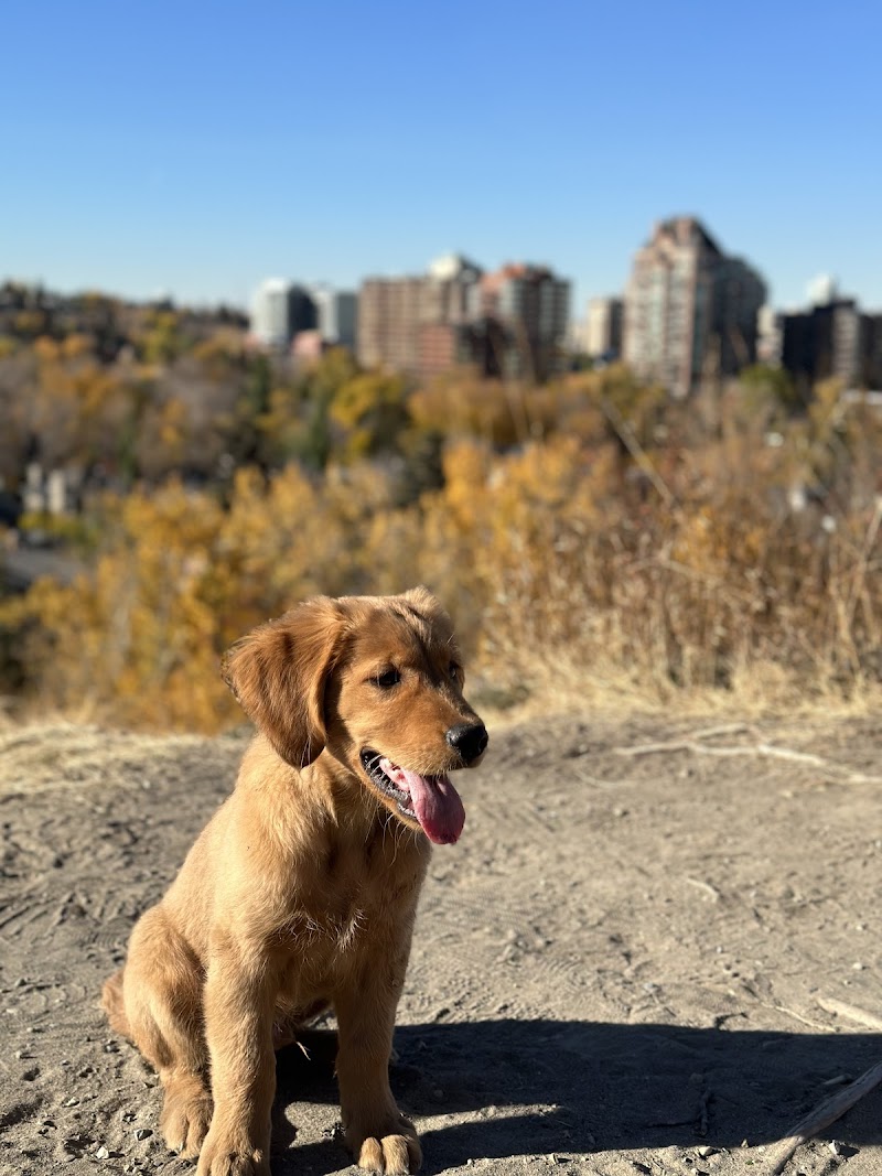 Cliff Bungalow Off Leash Area dog park in Calgary, Alberta