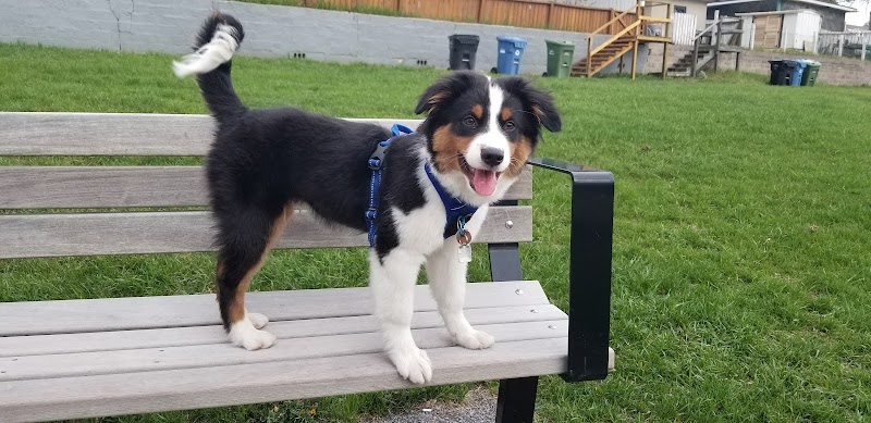 Fairview Off Leash Dog Area dog park in Calgary, Alberta