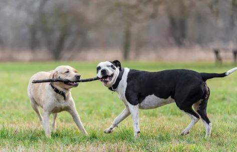 BLVD Bark dog park in Calgary, Alberta