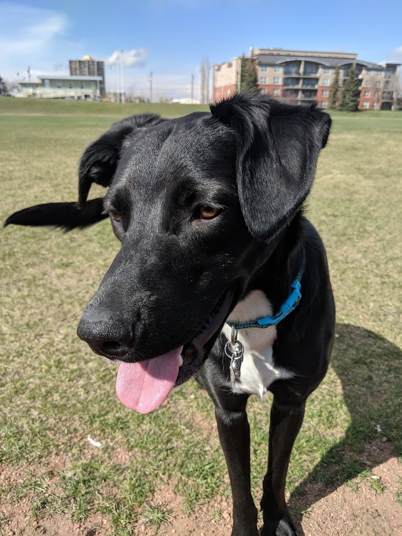 Kingsland Off Leash Area dog park in Calgary, Alberta