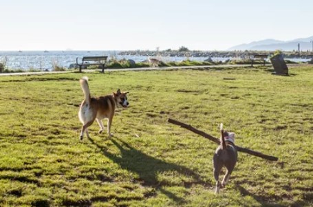 Sandstone Area 2 Off Leash Dog Park dog park in Calgary, Alberta