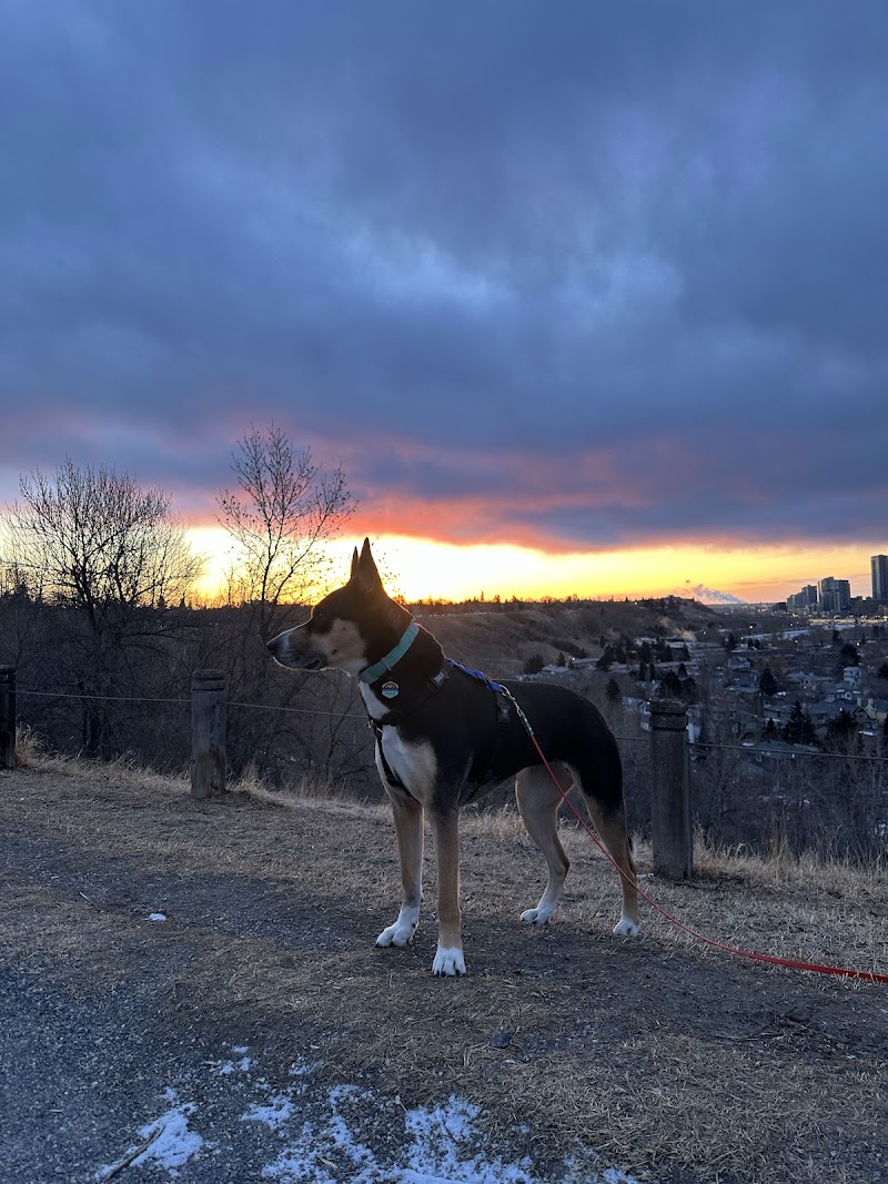 Rosedale Off Leash Dog Area dog park in Calgary, Alberta