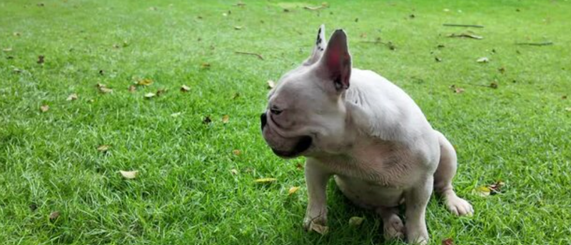 Charleswood Area 2 Off Leash Dog Park dog park in Calgary, Alberta