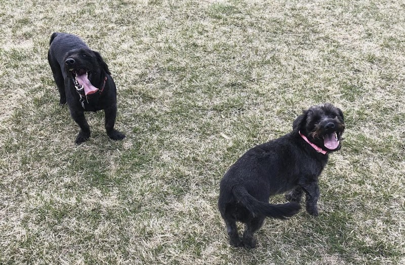 Cambrian Heights Area 1 Off Leash Dog Park dog park in Calgary, Alberta