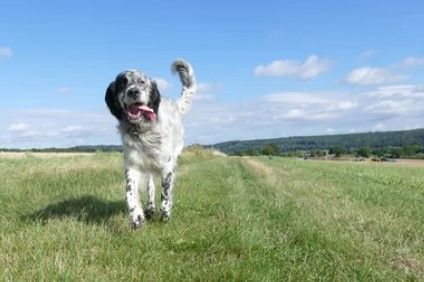 Cambrian Heights Area 1 Off Leash Dog Park dog park in Calgary, Alberta