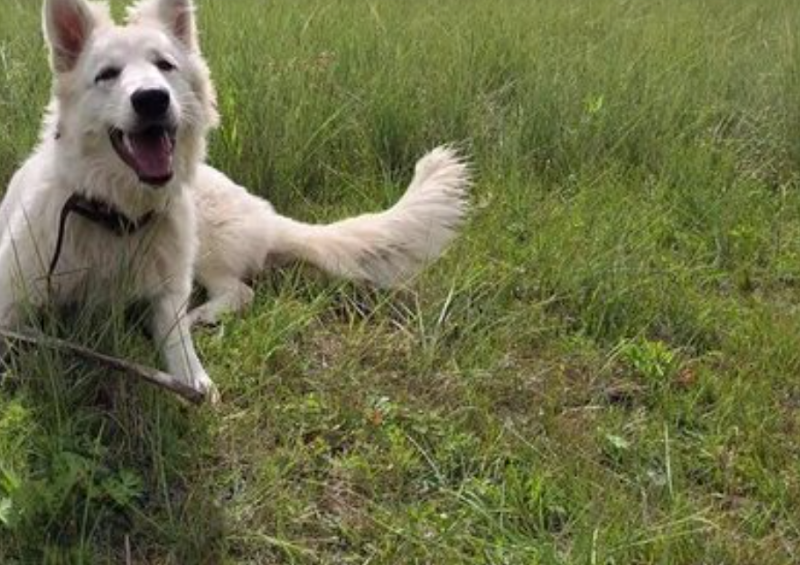 Cambrian Heights Area 1 Off Leash Dog Park dog park in Calgary, Alberta