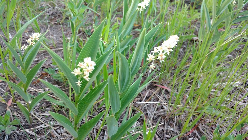 Off Leash Dog Park dog park in Calgary, Alberta