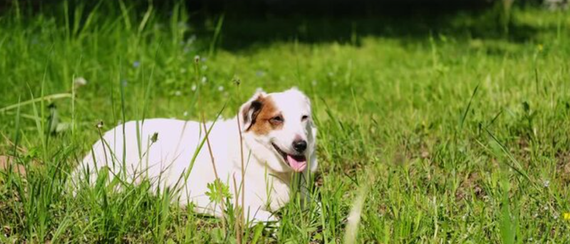 Sandstone Area 3 Off Leash Dog Park dog park in Calgary, Alberta
