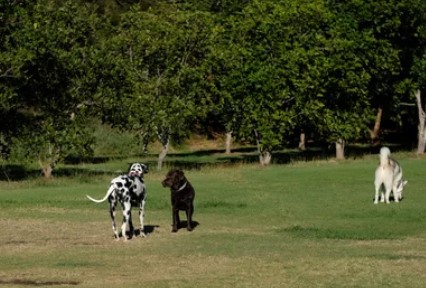 Collingwood Area 1 Off Leash Dog Park dog park in Calgary, Alberta