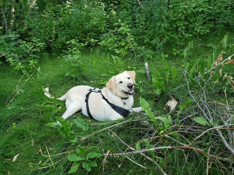 Pump Hill Off Leash Area dog park in Calgary, Alberta