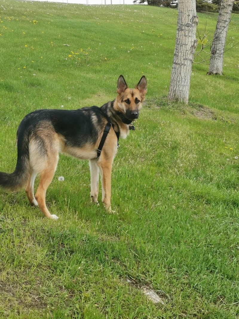 Canyon Meadows Off Leash Area dog park in Calgary, Alberta