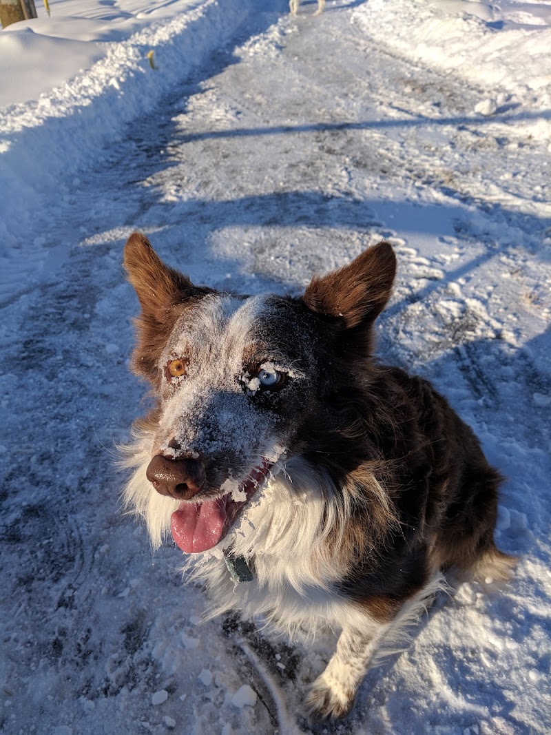 Canyon Meadows Off Leash Area dog park in Calgary, Alberta