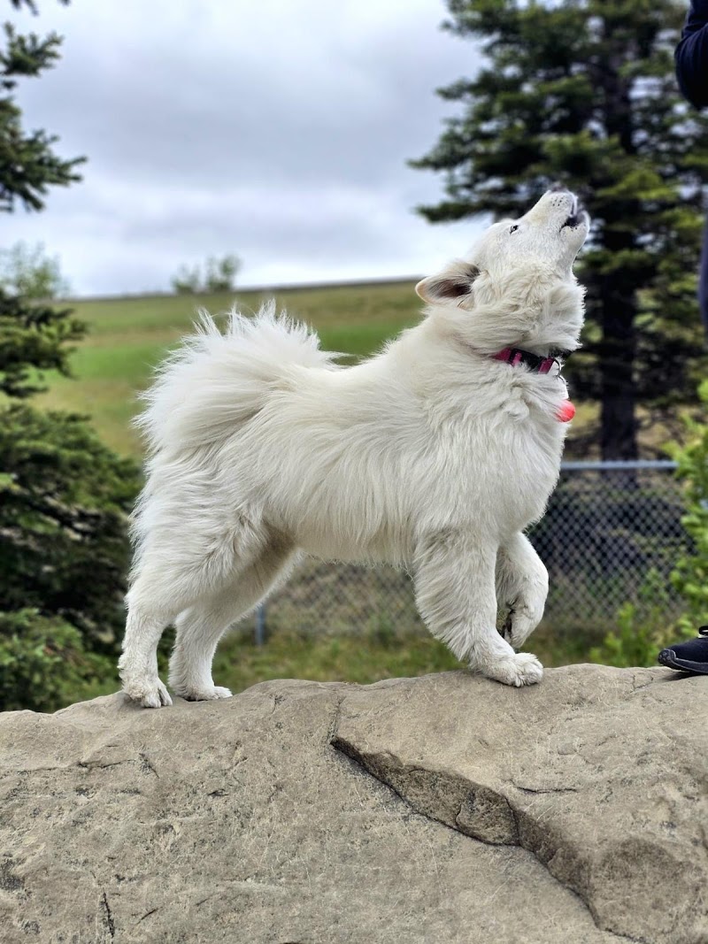 Brentwood Area 1 Off Leash Dog Park dog park in Calgary, Alberta