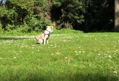 Brentwood Area 1 Off Leash Dog Park dog park in Calgary, Alberta
