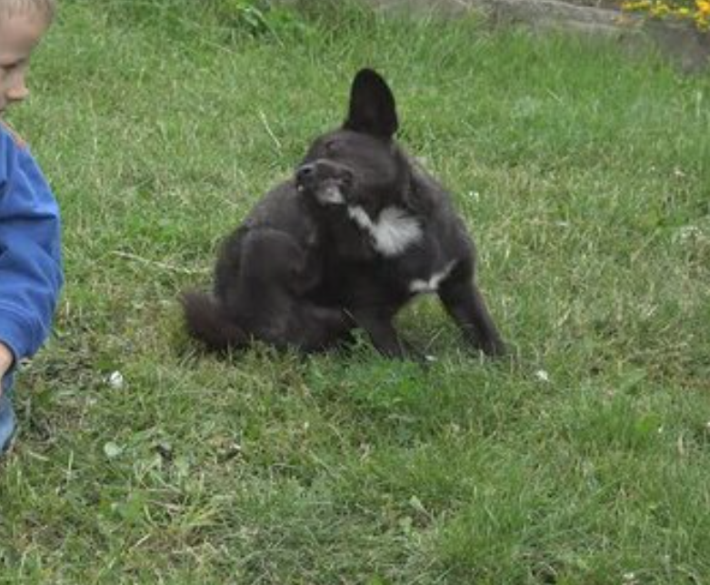 Brentwood Area 1 Off Leash Dog Park dog park in Calgary, Alberta
