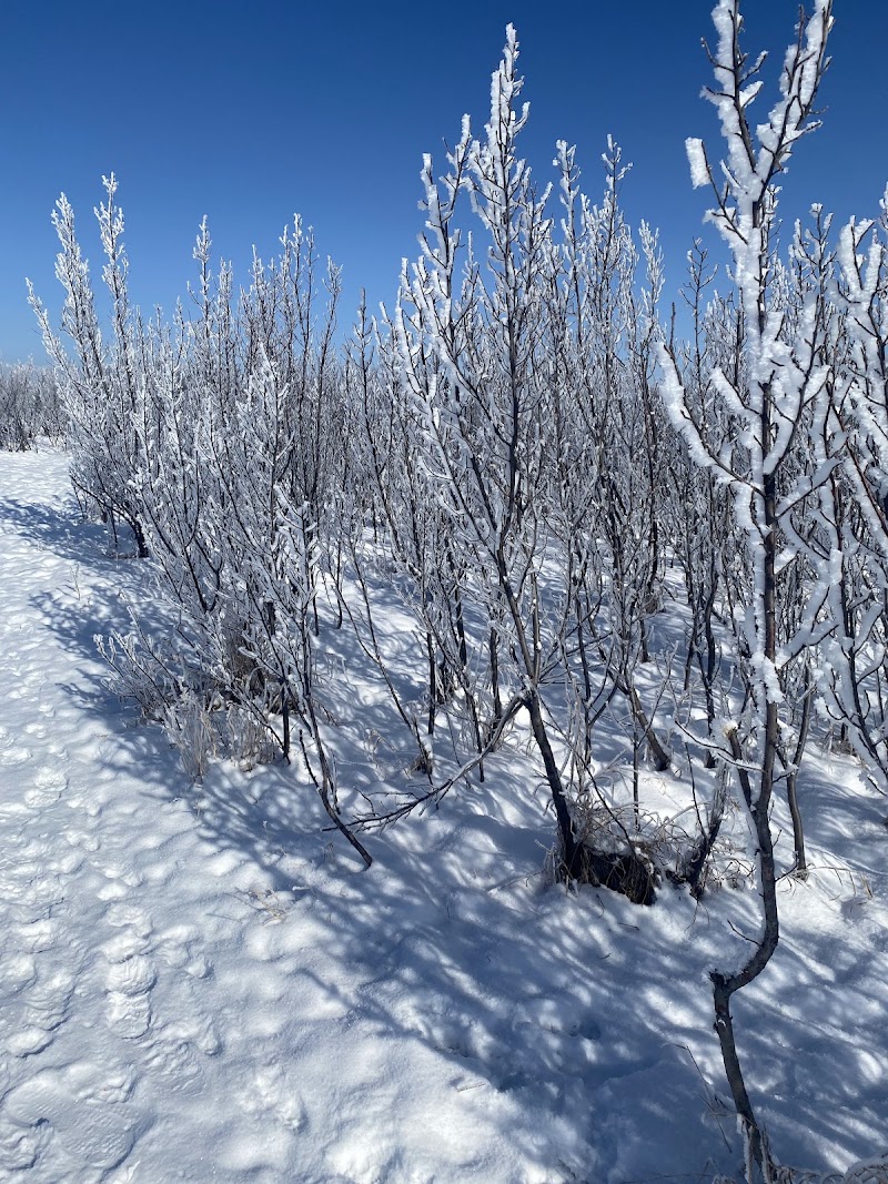 Varsity off-leash area VAR-001 dog park in Calgary, Alberta