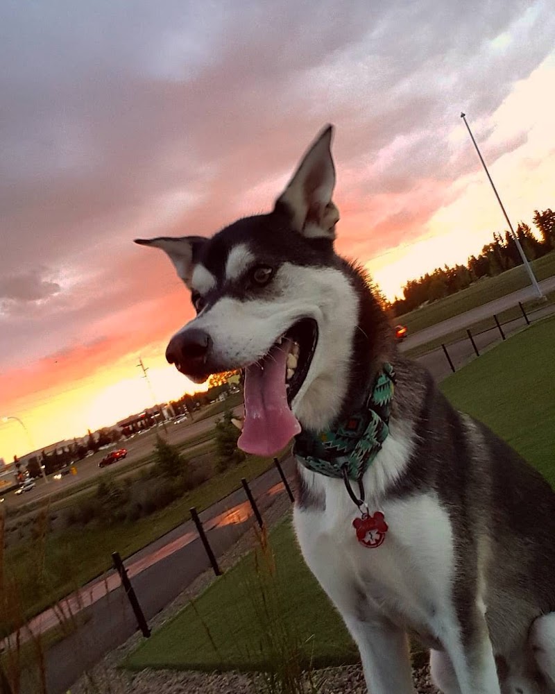University District Off Leash Park dog park in Calgary, Alberta