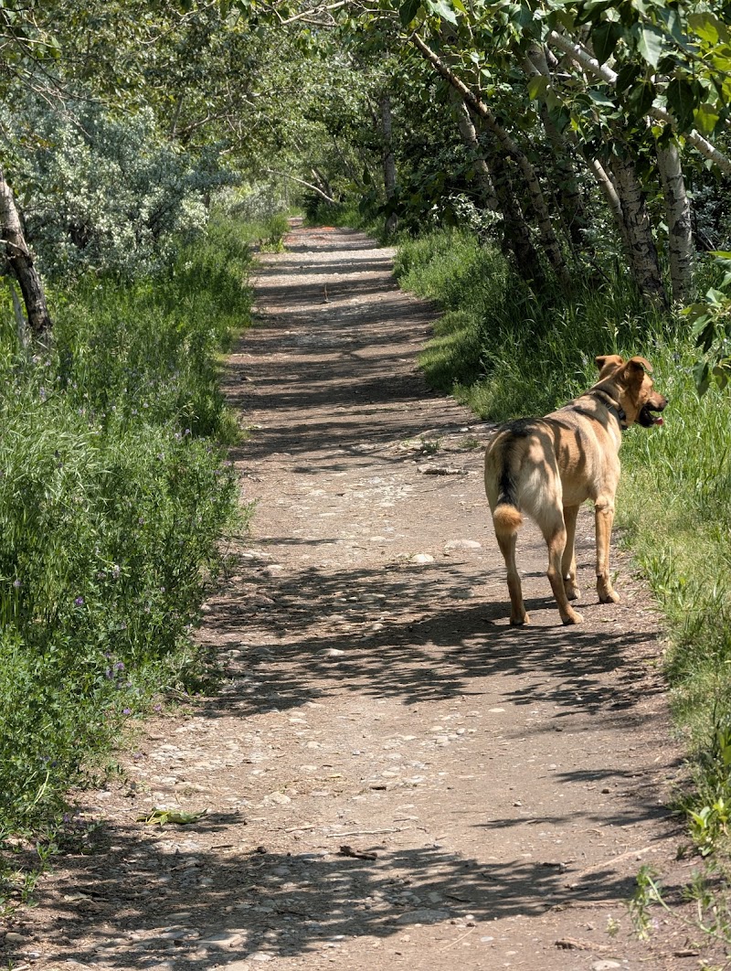 St Andrews Off Leash Dog Park dog park in Calgary, Alberta