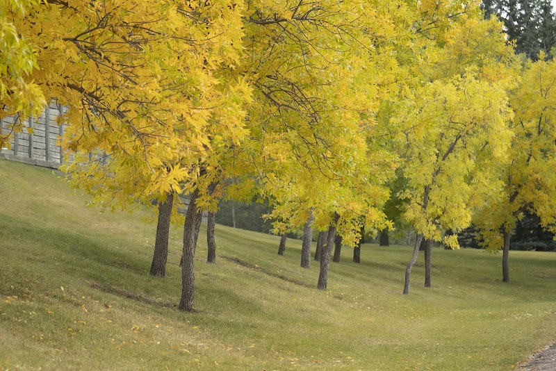 Edgemont Area 1 Off Leash Dog Park dog park in Calgary, Alberta