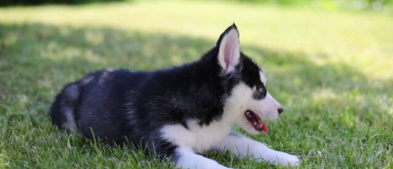 Edgemont Area 1 Off Leash Dog Park dog park in Calgary, Alberta