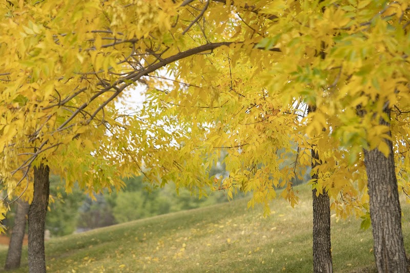 Edgemont Area 1 Off Leash Dog Park dog park in Calgary, Alberta