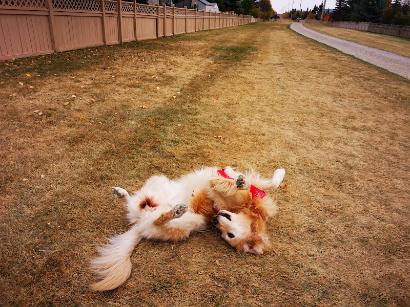 Scenic Acres Off Leash Area dog park in Calgary, Alberta