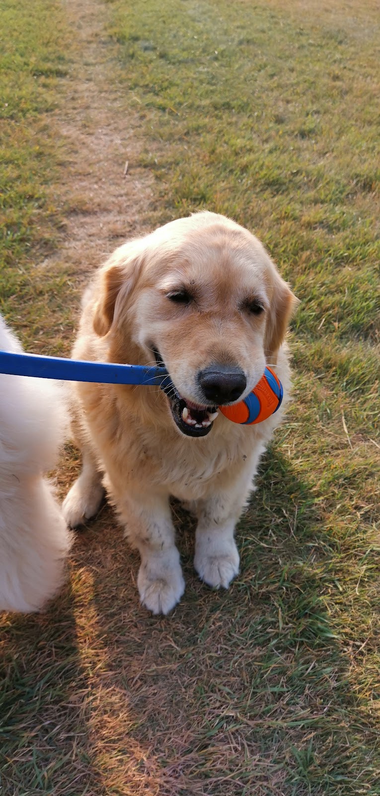 Scenic Acres Off Leash Area dog park in Calgary, Alberta