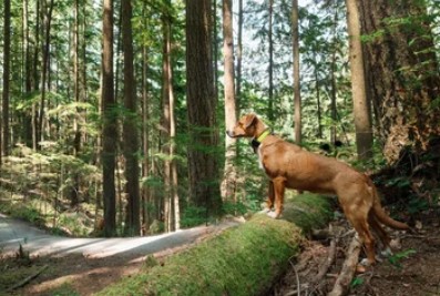 Dalhousie Area 2 Off Leash Dog Park dog park in Calgary, Alberta