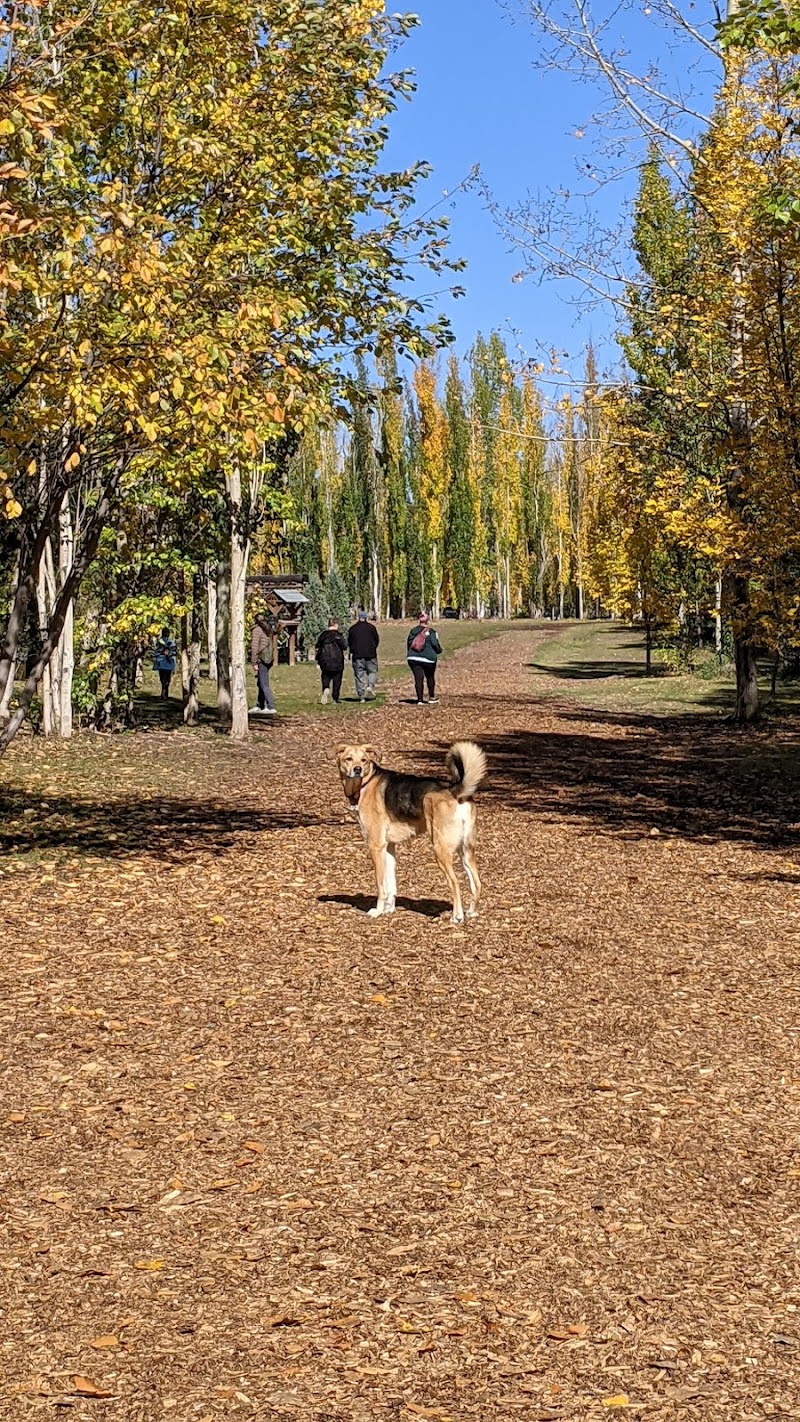 Silver Springs off-leash park dog park in Calgary, Alberta