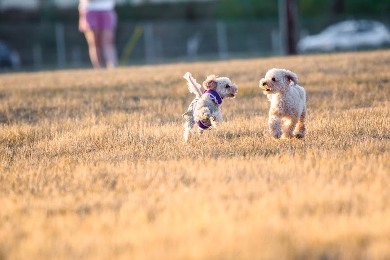 Glenbrook Park off leash area dog park in Calgary, Alberta