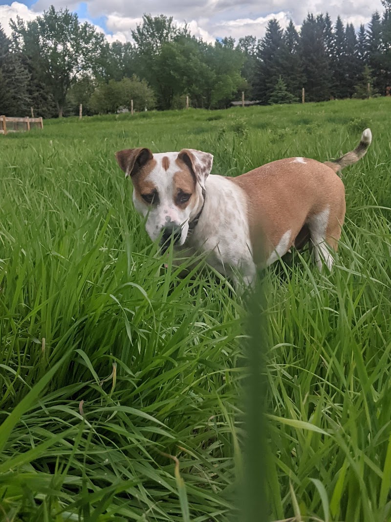 Silver Springs Fenced Dog Park dog park in Calgary, Alberta