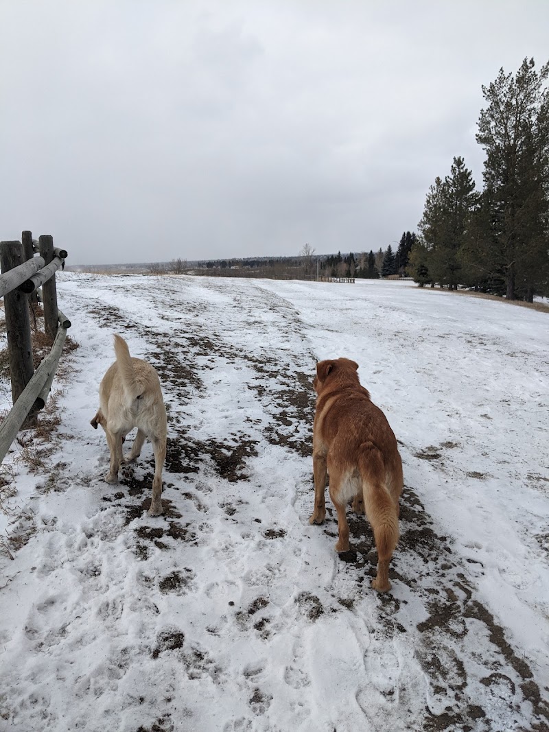 Varsity / Bowmont off leash park dog park in Calgary, Alberta