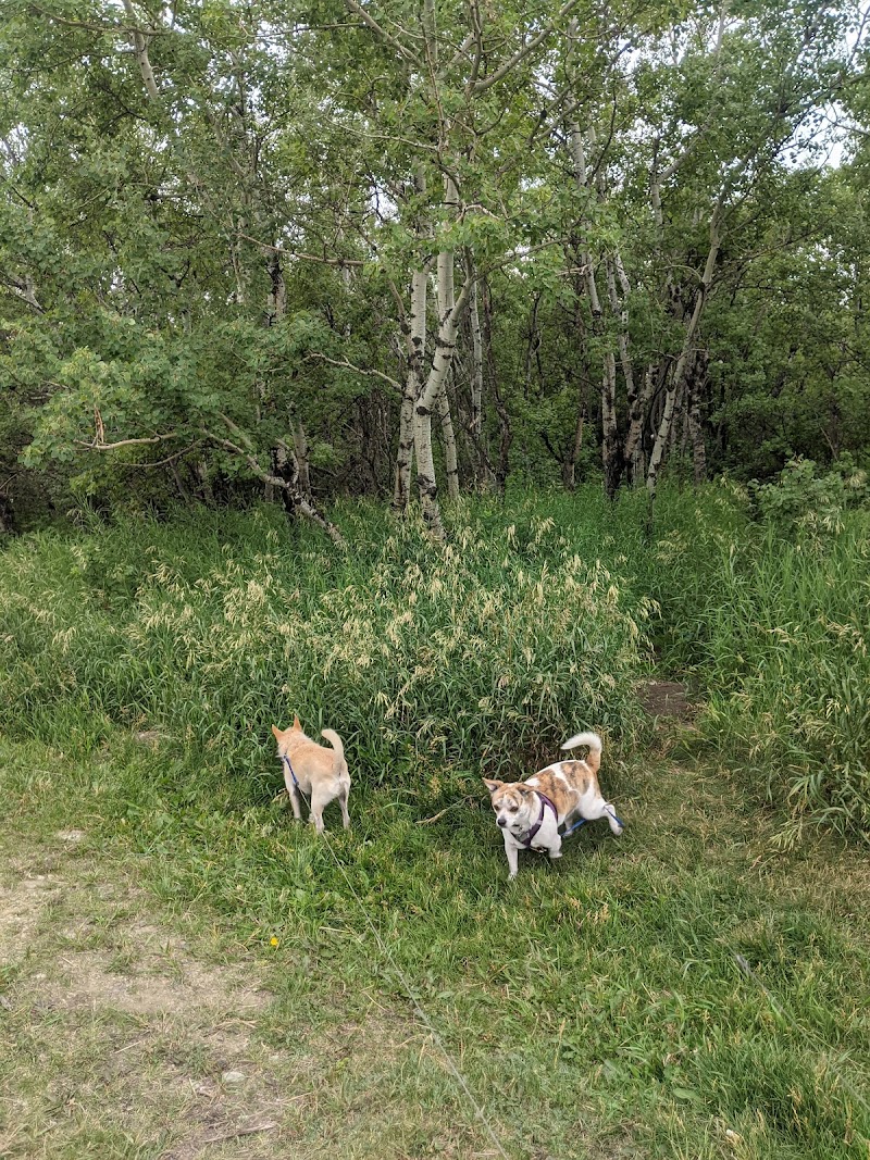 Coach Hill Off-leash Dog Park dog park in Calgary, Alberta