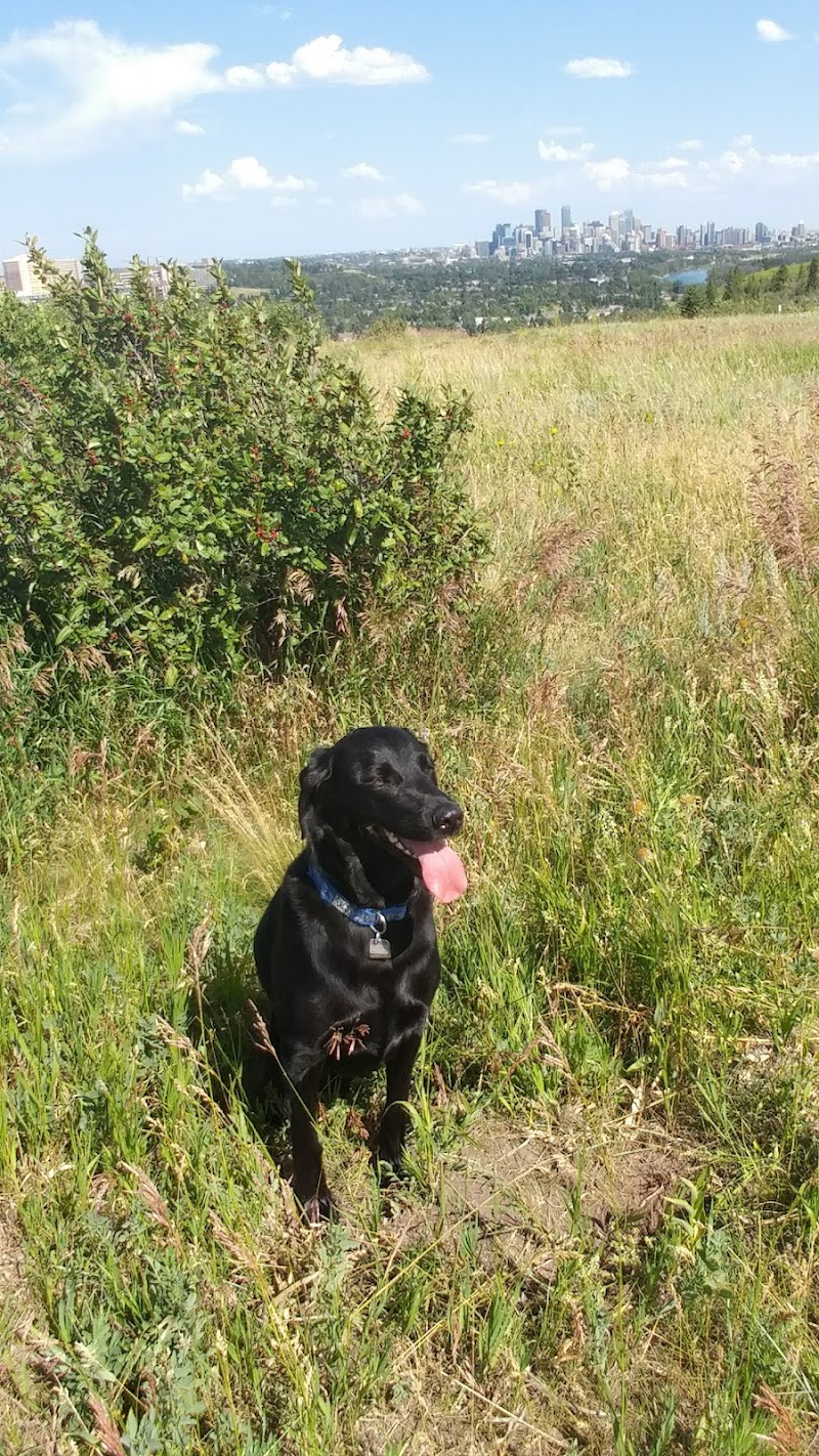 Coach Hill Off-leash Dog Park dog park in Calgary, Alberta
