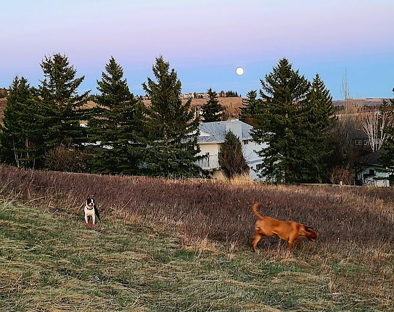 Edgemont Area 4 Off Leash Dog Park dog park in Calgary, Alberta