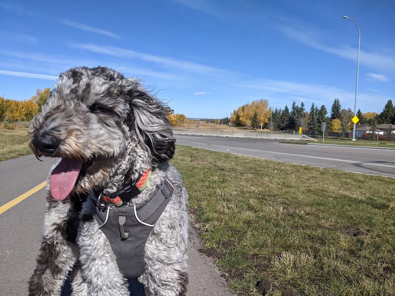 Anne Arnold Off Leash Park dog park in Calgary, Alberta