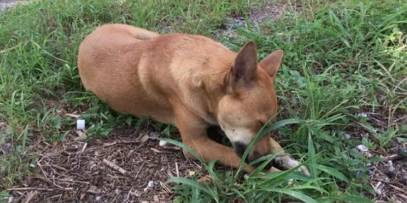 Evanston Off-Leash Dog Area dog park in Calgary, Alberta