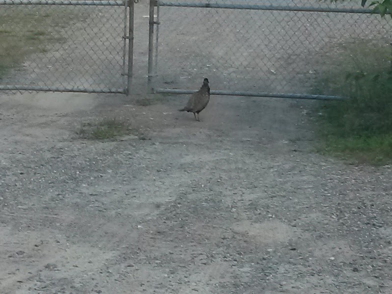 Grand Bay-Westfield Dog Park dog park in Grand Bay-Westfield, New Brunswick