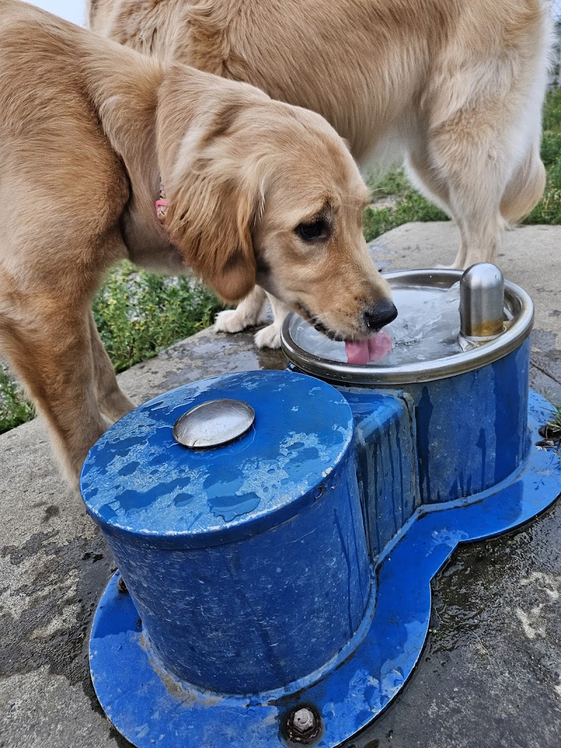 Grand Falls-Windsor Dog Park dog park in Grand Falls-Windsor, Newfoundland and Labrador