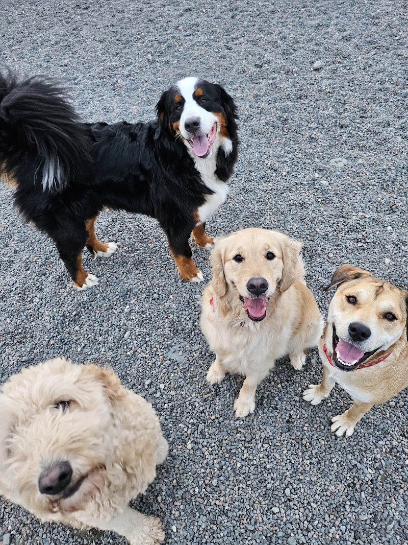 Grand Falls-Windsor Dog Park dog park in Grand Falls-Windsor, Newfoundland and Labrador