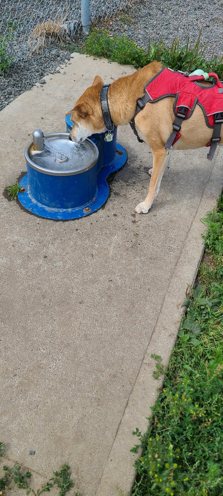 Grand Falls-Windsor Dog Park dog park in Grand Falls-Windsor, Newfoundland and Labrador