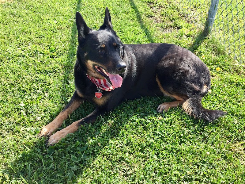 Sussex Bark Park dog park in Sussex, New Brunswick