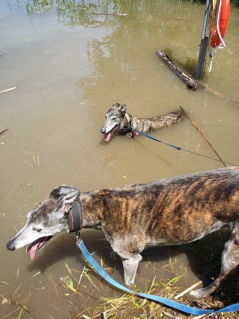 Gore Road Dog Park dog park in Kingston, Ontario