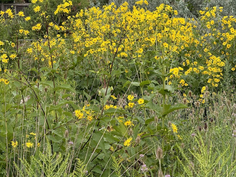 Norton Leash Free Dog Park dog park in Burlington, Ontario