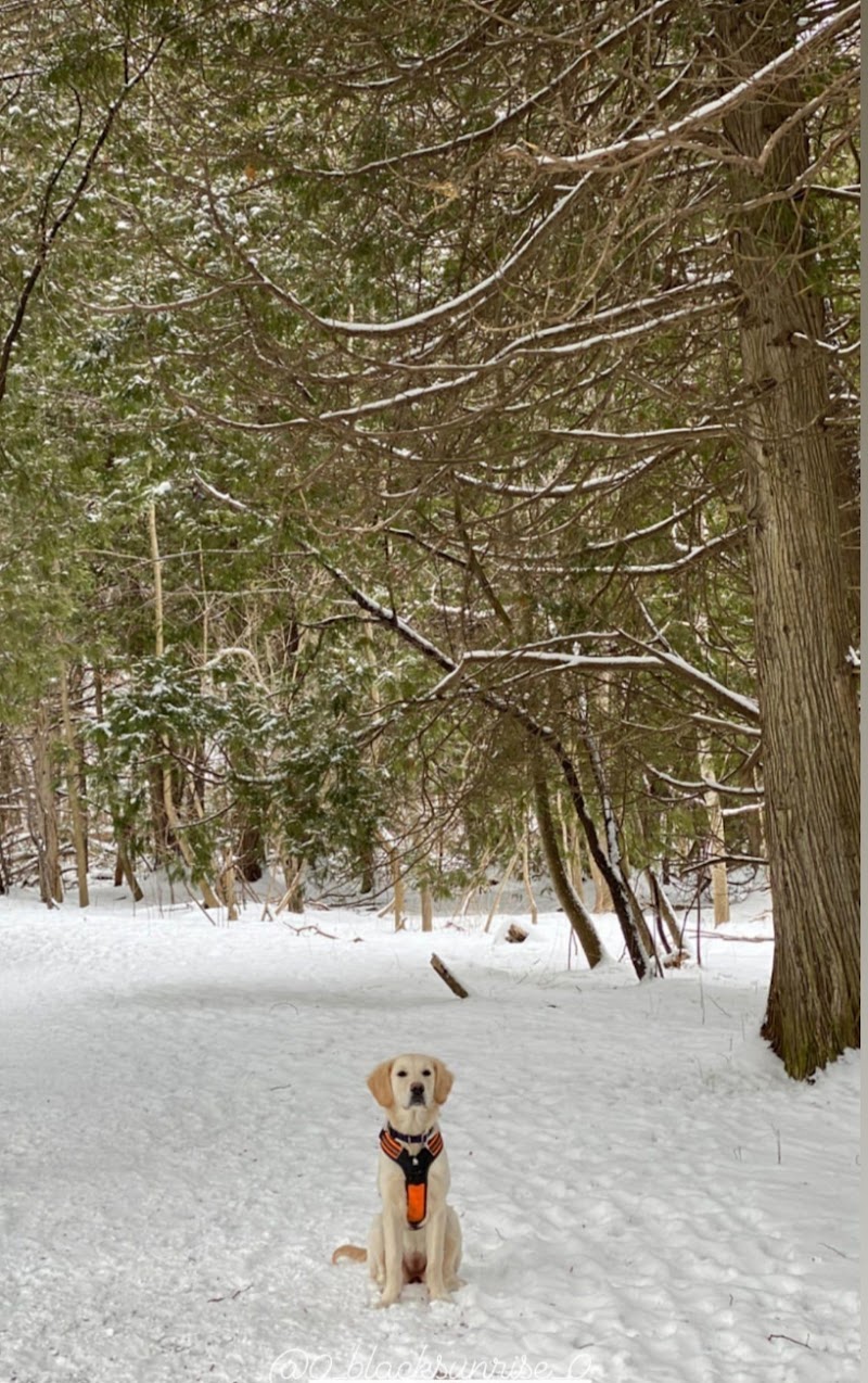 Pickering Dog Park dog park in Pickering, Ontario